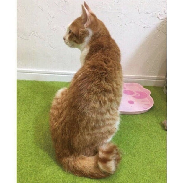 生後推定5カ月のふうたくん