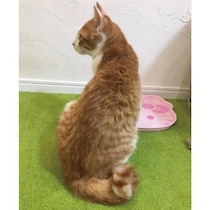細くて小さかった生後推定5カ月の保護子猫→家猫9年目の現在、貫禄たっぷりな姿に成長！