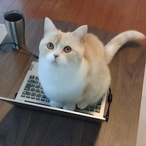テレワークあるある！猫がパソコンのキーボードにのりたがる理由とは