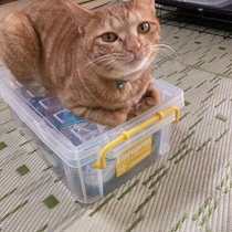 猫が同じ時間にごはんを催促するのは覚えてるから？　飼い主さんが気になる理由を獣医師に聞いた