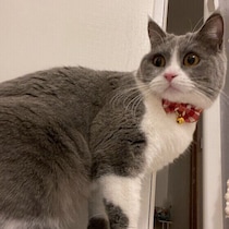愛猫が怖がる音はどんな音？　猫が苦手な音・好きな音の傾向も獣医師に聞いた