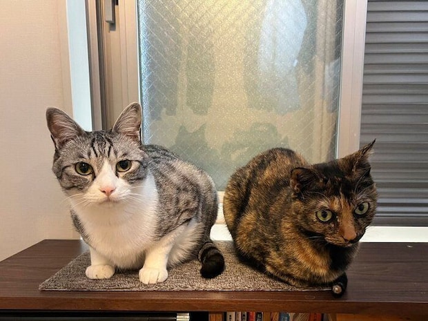 きぬちゃんと先住猫・たねくん