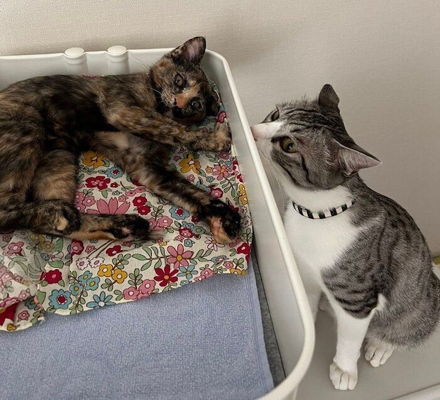 きぬちゃんと先住猫・たねくん