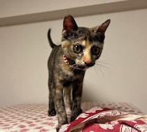 生後約2カ月で迎えたサビ柄の保護子猫→4才の今、人が大好きでドジな一面も愛らしいコに成長！