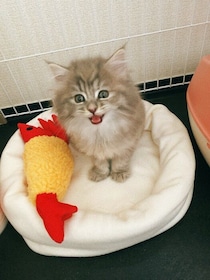“片手サイズ”だった生後2カ月の子猫→約1年で立派に大きく成長！　先住猫よりも「強い」関係性にほっこり
