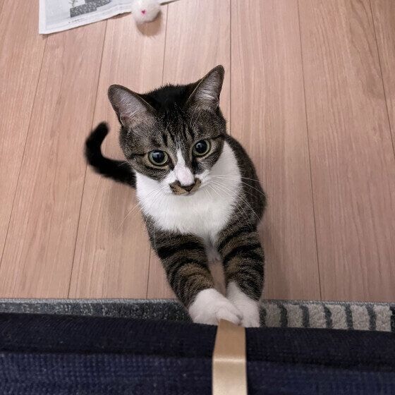 遊んでいるキジトラ猫