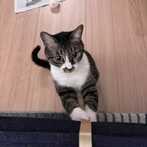 愛猫を熱中症にしてしまうおそれも！ついやってしまいがちな夏のNG行動