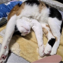 液体化？ヨガ？猫の不思議なポーズの秘密は体の“軟らかさ”にあり！