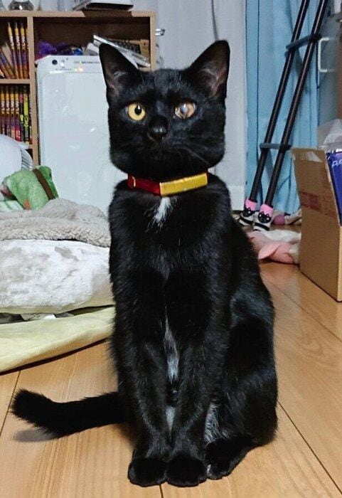 姿勢よくオスワリするゼロくん