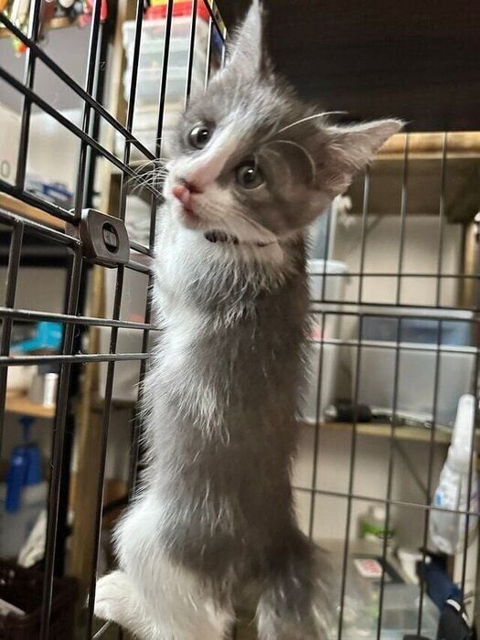 ケージに足をかけ、こちらを見つめるさんごちゃん