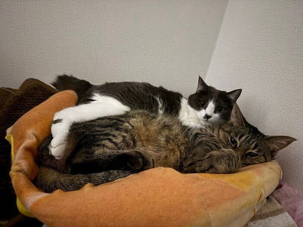 兄猫・ほたてくんにくっつくさんごちゃん