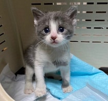 生後1カ月で迎えた保護子猫→2才の今では“もちもち”な姿の甘えん坊に！　家族を笑顔にするコに成長