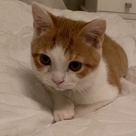スコティッシュフォールドの子猫