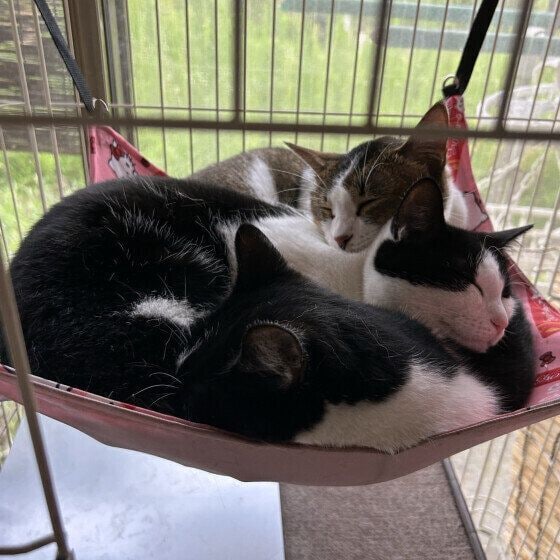 3匹の日本猫たち