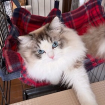 高い場所に置けばリラックススポットに！  猫がハンモックを好む4つの理由とは
