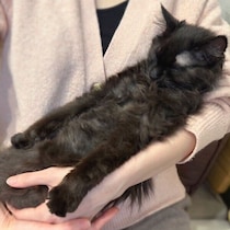 公園に住み着いていた子猫を大寒波前に保護　約8週後、抱っこされたまま眠る甘えん坊な姿にキュン