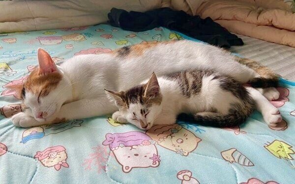 おこげちゃんと仲良く眠るブキくん