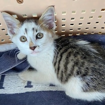 獣医師も「ちっさ！」と驚いた小さな保護子猫→2才で6.5kgに！　特徴的な毛柄はそのまま“大きな甘えん坊”に成長