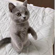 甘えたい気分のときも？　猫が2本足で立つ4つの理由を専門家が解説！