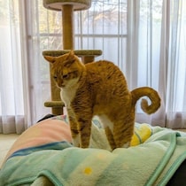 しっぽの巻き具合が芸術的！ 猫が“ぼにゃーる”ポーズをとる理由を獣医師が解説
