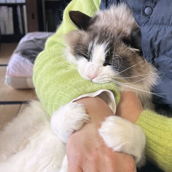 ラグドール 夫の腕を噛む