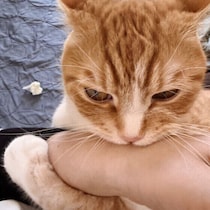 同じ家族なのに…猫が噛む人・噛まない人がいる理由を獣医師が解説