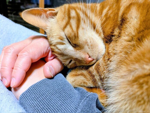 甘えている猫