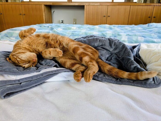 お腹を見せて寝る猫