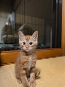 線路の端で鳴いていたところを保護された子猫→1年後、内面は変わらずに4倍ほど大きな体に成長！