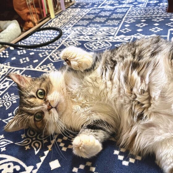 その他の猫種　触ったら噛むよ