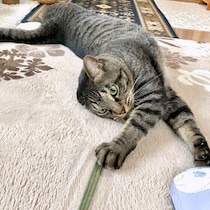 最近、愛猫の行動が激しい…これってストレス？　急に激しくなった理由を獣医師に聞いた