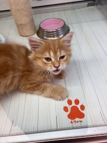 お迎え当初から“大物”のようだった子猫→3年でたくましく立派になり、“でっかわ”なコに成長！
