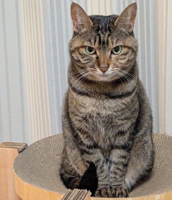 爪とぎ器の上に座るたまちゃん　とってもかわいい