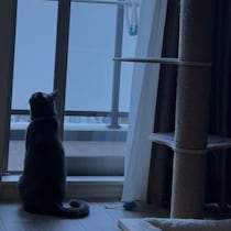 朝や夜に猫がよく鳴くのはなぜ？　気づきにくい理由がある場合も　飼い主さんへのサインとは