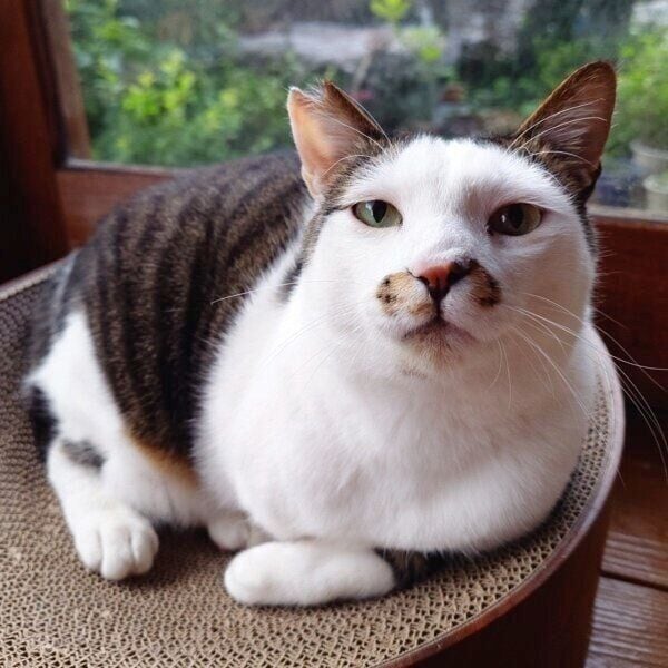カメラ目線ののりまきくん