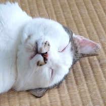 大ケガをしていた推定3才の元野良猫　3本足で日々を重ねる姿に「うちのコになってくれてありがとう」