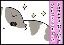 アレルギー持ちの私と、世界一やさしい被毛【連載】もふもふスコたん#365