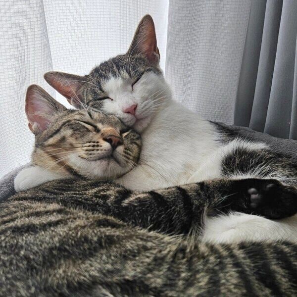 ぎゅってして眠るとらくん、くるみちゃん
