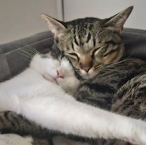 「きょうだい一緒がいい」と迎えた2匹の保護子猫　1年後もぎゅっと抱き合って眠る姿にほっこり