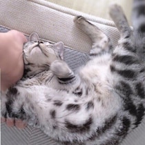 急に体をすり寄せてくる猫の気持ちとは？　甘えているだけではない意外な理由がある場合も