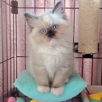 ふわふわだった生後3カ月のあどけない子猫→3才の今、毛色も体つきも大きく変化した姿に驚き！