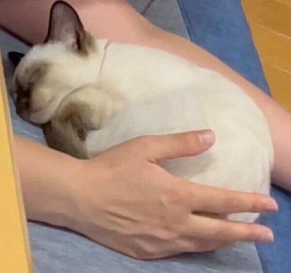 ママさんの前でごろん
