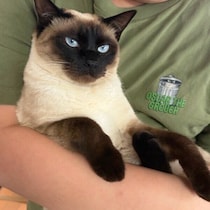 息子さんの抱っこでは“虚無顔”の保護猫、ママさんに抱かれると→まるで“別猫”な表情に！