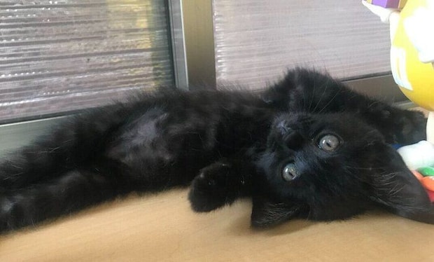 仰向けに寝る生後2カ月弱の子猫