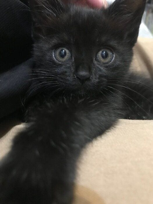 飼い主を見つめる子猫