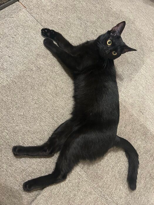 床でくつろぐ猫