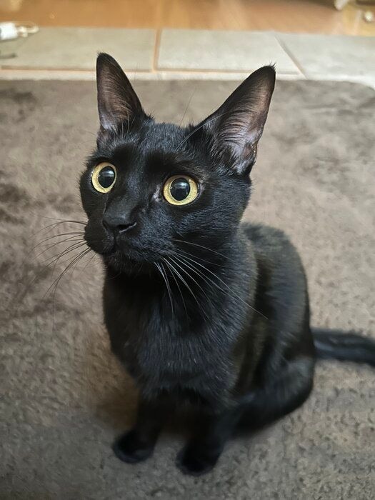上の方を見る猫
