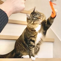 猫が一緒に遊びたくなるのはどんな人？調査＆獣医師解説