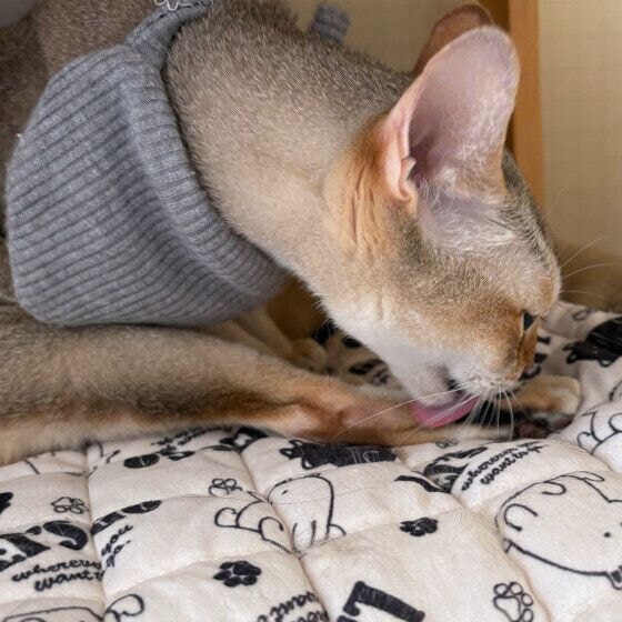 シンガプーラ　手ペロペロ