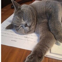 猫が一日の大半を寝ているのは大丈夫？　「寝すぎ」に見える行動に意外な理由がある場合も
